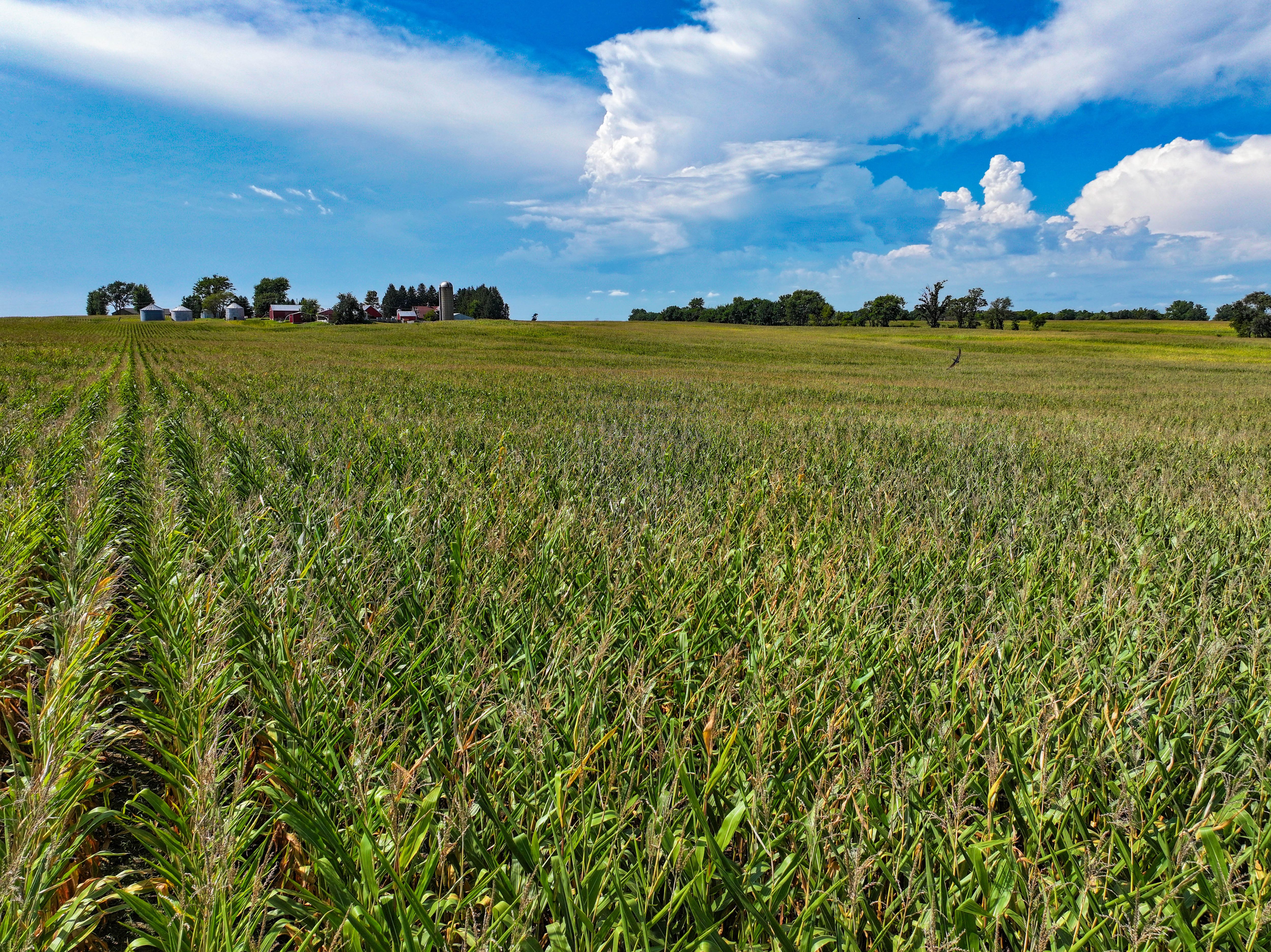 Listing Photo: 10_Delaware Co Iowa Land For Sale